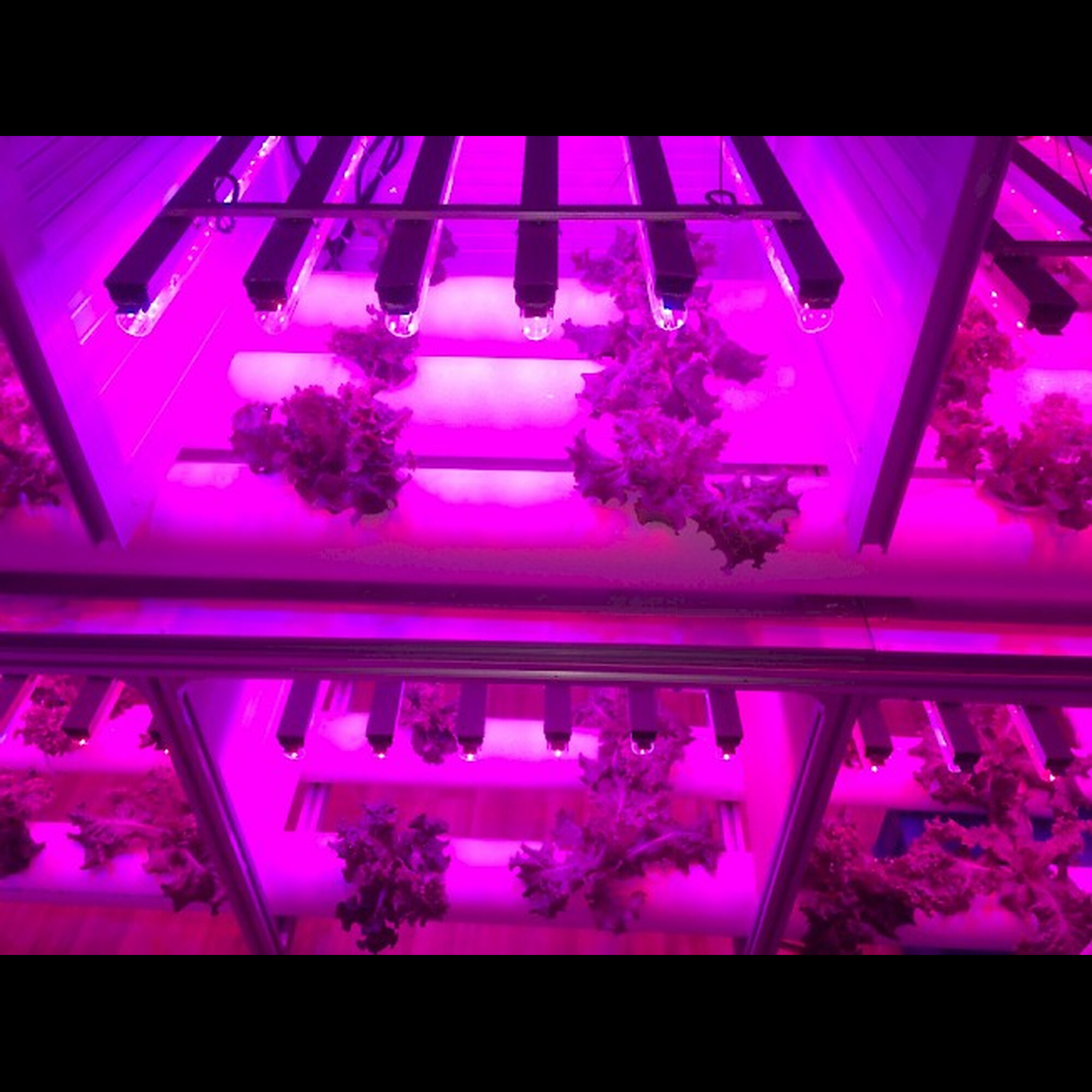 Светильник линейный PPG-WP 1200/L Agro 36w IP65 200-240V Jazzway (для растений) (распродажа)