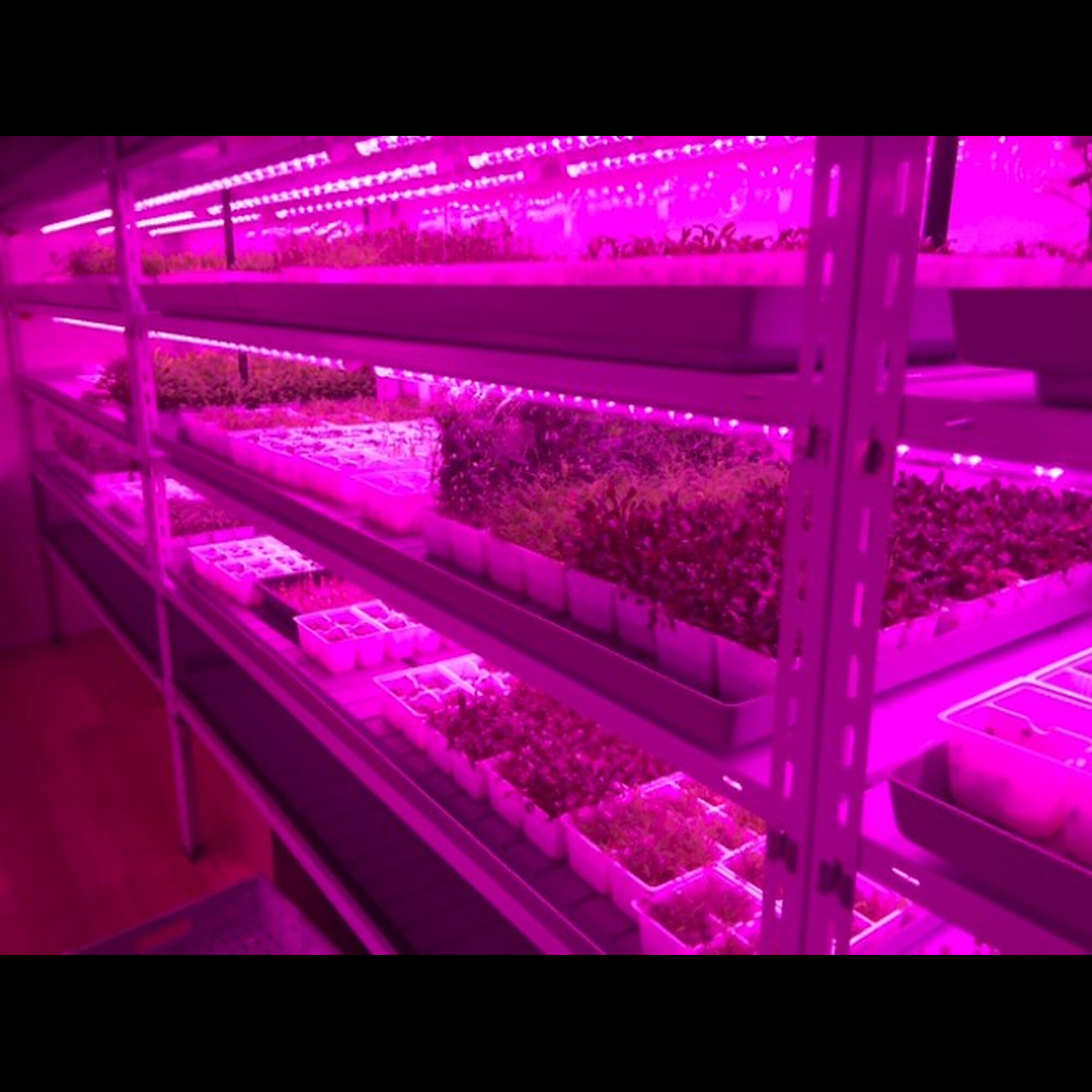 Светильник линейный PPG-WP 1200/L Agro 36w IP65 200-240V Jazzway (для растений) (распродажа)